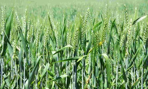 Brown Wheat Seeds | Pure HD 3226 Wheat Seeds Gehu Ka Bheej | 20 KG - Image 6