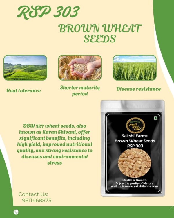 Brown Wheat Seeds | RSP 303 | Pure RSP 303 Wheat Seeds Gehu Ka Bheej | 10 KG - Image 3