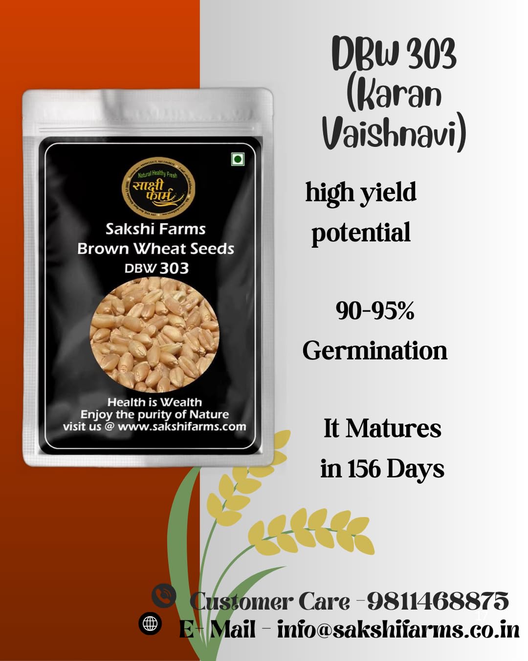 Brown Wheat Seeds | Pure DBW 303 Wheat Seeds Gehu Ka Bheej | 20 KG - Image 3