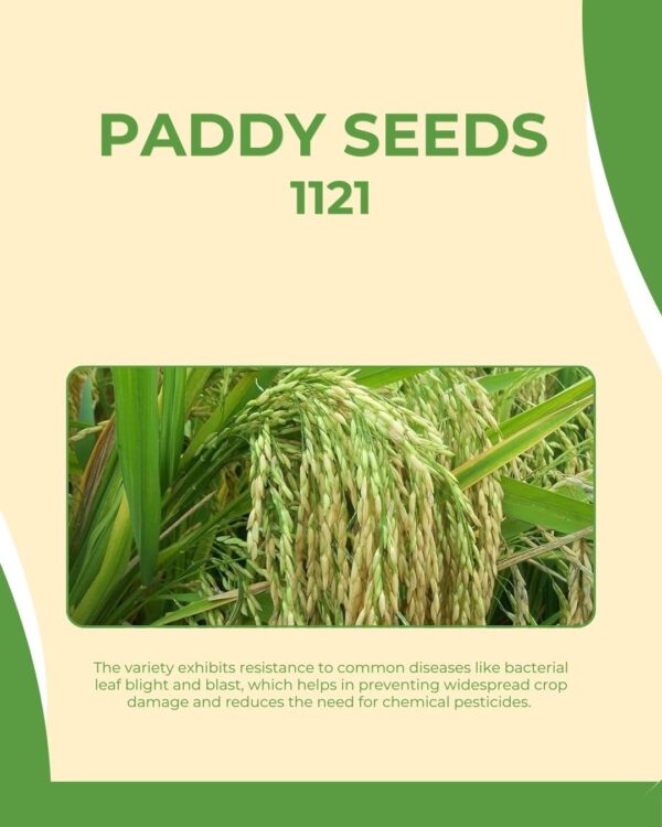 Pusa 1121 Rice Seeds Paddy Seeds | Pure Pusa Basmati Rice Seeds | Pusa Basmati 1121 Variety 5 KG - Image 4