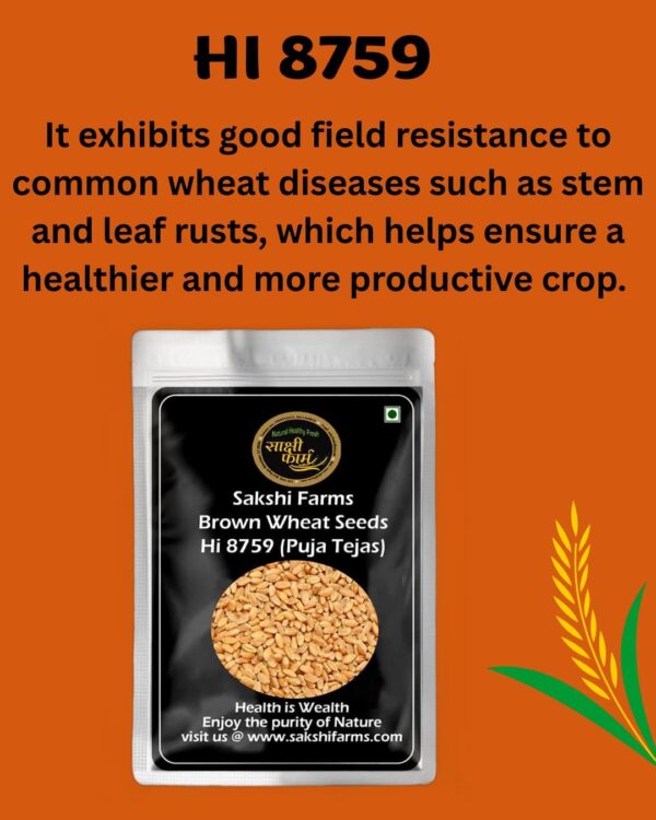 Brown Wheat Seeds | Pure Hi 8759 (Puja Tejas) Wheat Seeds Gehu Ka Bheej | 10 KG - Image 6