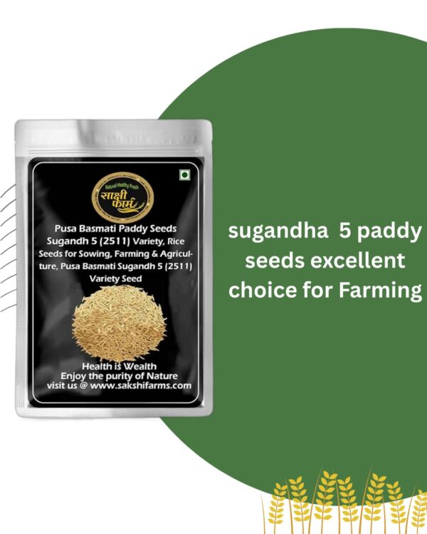 Pusa Sugandha 5 Rice Seeds | Pure Pusa Basmati Rice Seeds | Pusa Basmati Sugandha 5 Variety 5 KG - Image 3