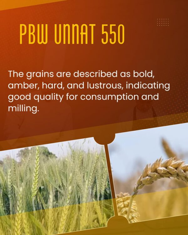 Brown Wheat Seeds | PBW UNNAT 550 Wheat Seeds - Pure PBW 550 Wheat Seeds Gehu Ka Bheej | 20 KG - Image 4