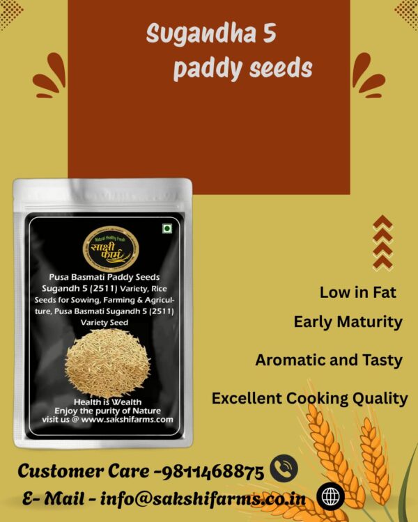 Pusa Sugandha 5 Rice Seeds | Pure Pusa Basmati Rice Seeds | Pusa Basmati Sugandha 5 Variety 5 KG - Image 4