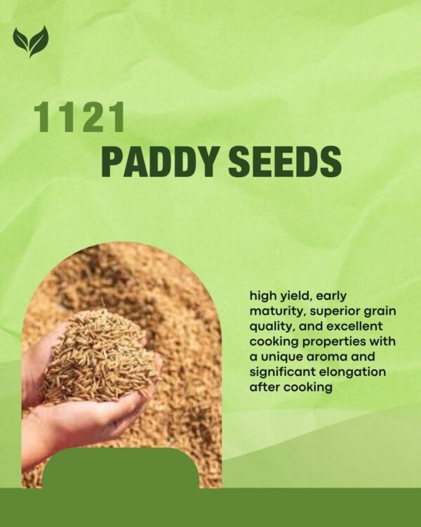 Pusa 1121 Rice Seeds Paddy Seeds | Pure Pusa Basmati Rice Seeds | Pusa Basmati 1121 Variety 5 KG - Image 2