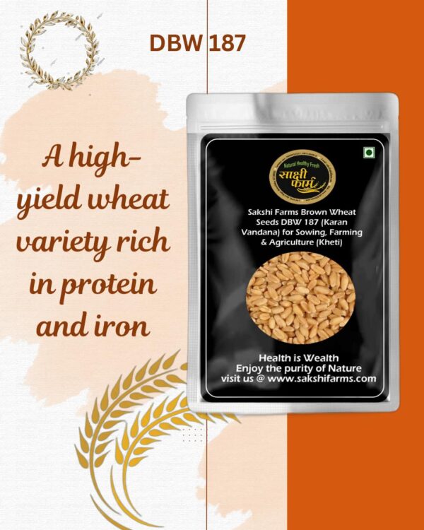 Brown Wheat Seeds Pure Pusa Karan Vandana (DBW 187) Wheat Seeds Gehu Ka Bheej | 10 KG - Image 2