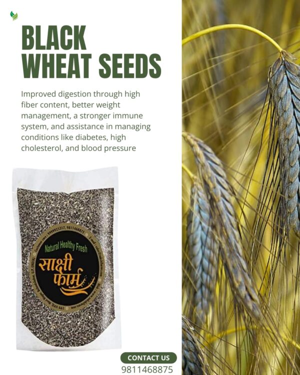 Black Wheat Seeds | Pure Black Wheat Seeds Kala Gehu ka beej | 20 KG - Image 6