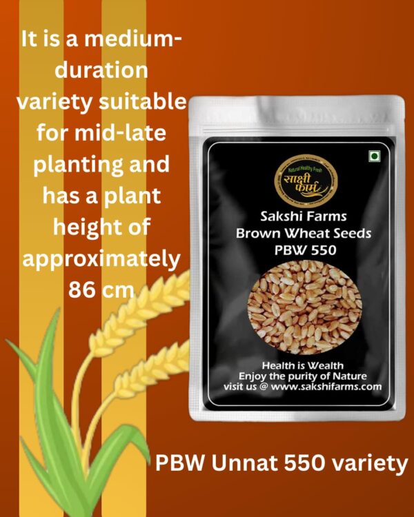 Brown Wheat Seeds | PBW UNNAT 550 Wheat Seeds - Pure PBW 550 Wheat Seeds Gehu Ka Bheej | 20 KG - Image 3
