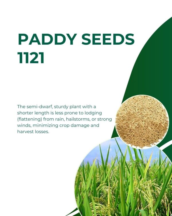 Pusa 1121 Rice Seeds Paddy Seeds | Pure Pusa Basmati Rice Seeds | Pusa Basmati 1121 Variety 5 KG - Image 3