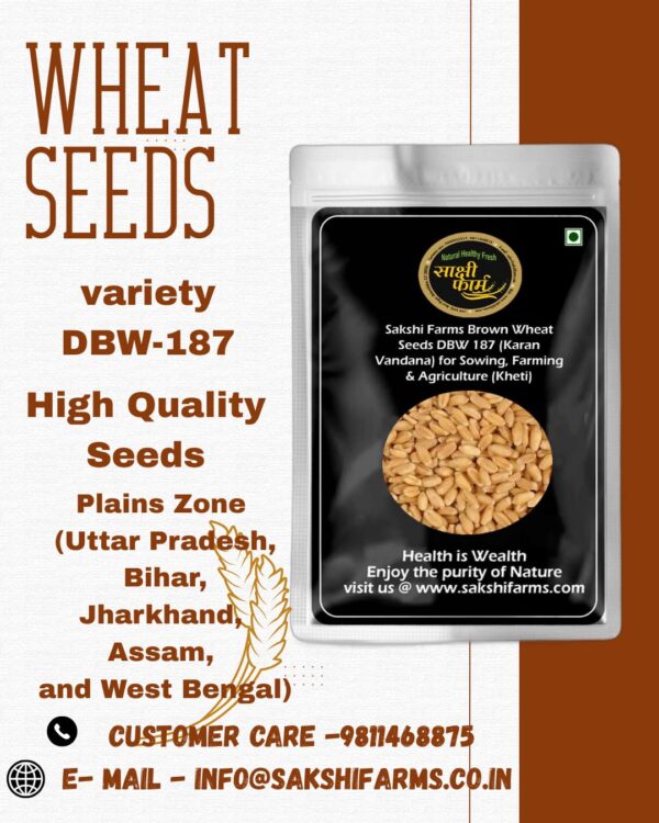Brown Wheat Seeds Pure Pusa Karan Vandana (DBW 187) Wheat Seeds Gehu Ka Bheej | 20 KG - Image 2