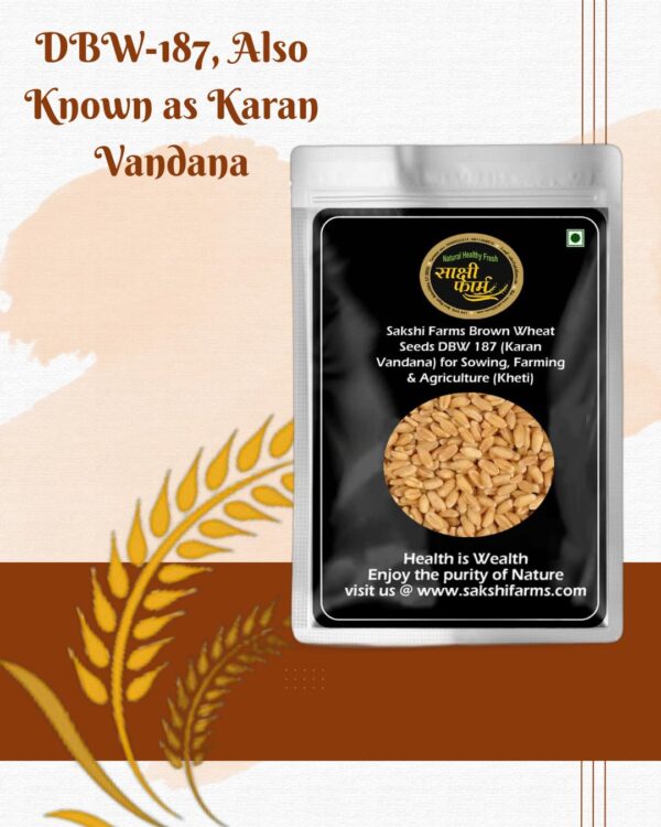 Brown Wheat Seeds Pure Pusa Karan Vandana (DBW 187) Wheat Seeds Gehu Ka Bheej | 10 KG - Image 3