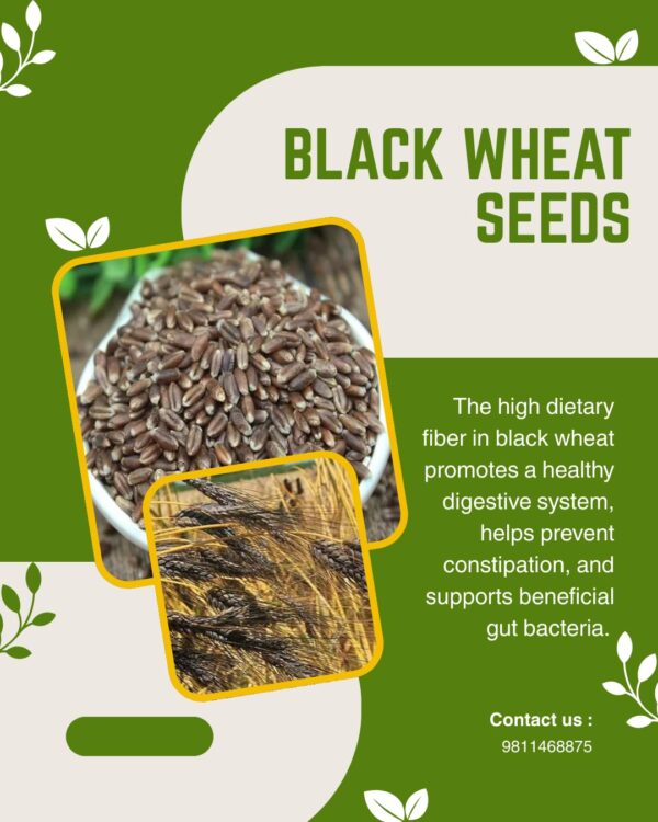 Black Wheat Seeds | Pure Black Wheat Seeds Kala Gehu ka beej | 20 KG - Image 5