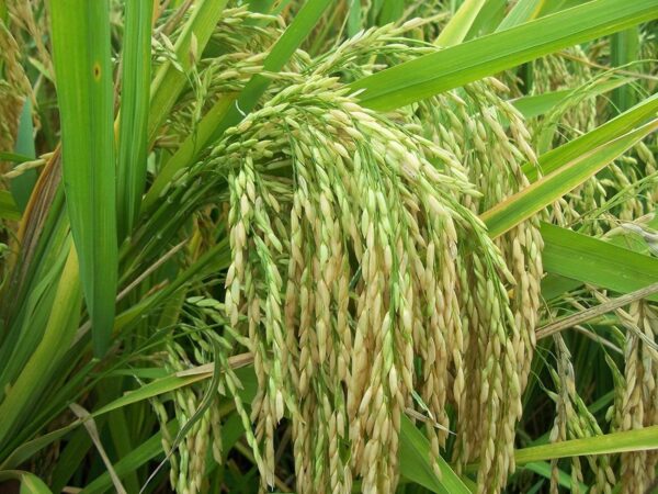 Pusa 1121 Rice Seeds Paddy Seeds | Pure Pusa Basmati Rice Seeds | Pusa Basmati 1121 Variety 1 KG - Image 3